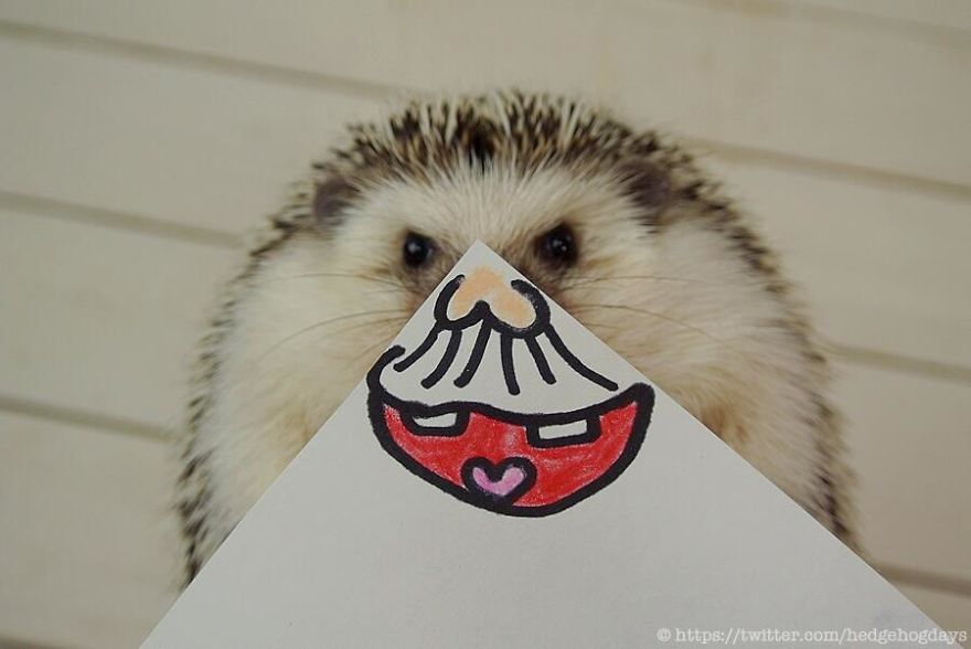 These Hedgehog Faces Are Probably The Cutest Thing On Twitter Right Now These Hedgehog Faces Are Probably The Cutest Thing On Twitter Right Now