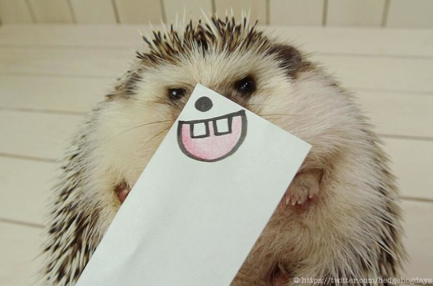 These Hedgehog Faces Are Probably The Cutest Thing On Twitter Right Now These Hedgehog Faces Are Probably The Cutest Thing On Twitter Right Now