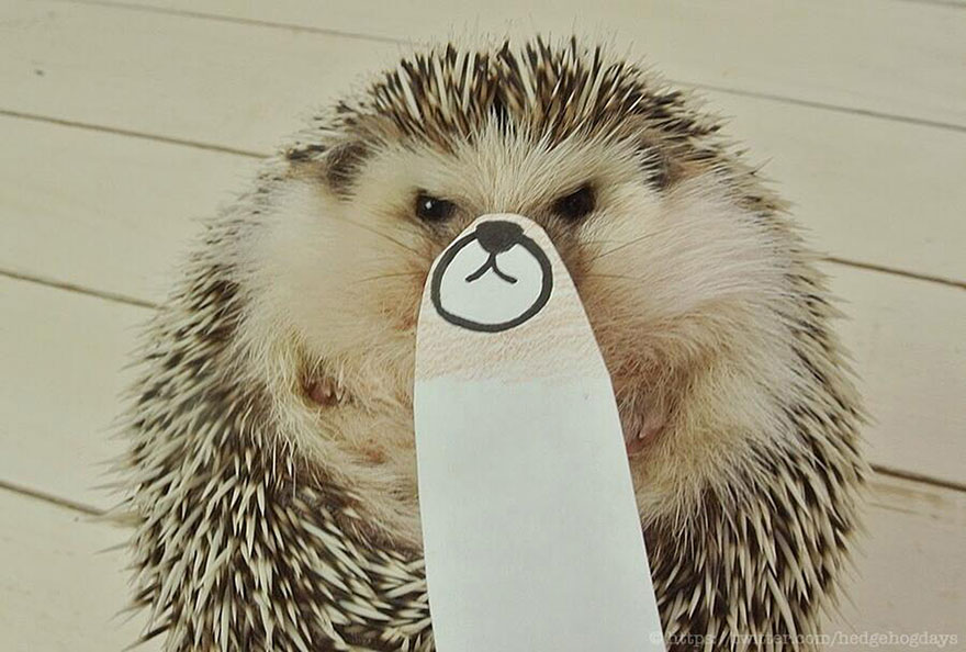 These Hedgehog Faces Are Probably The Cutest Thing On Twitter Right Now These Hedgehog Faces Are Probably The Cutest Thing On Twitter Right Now
