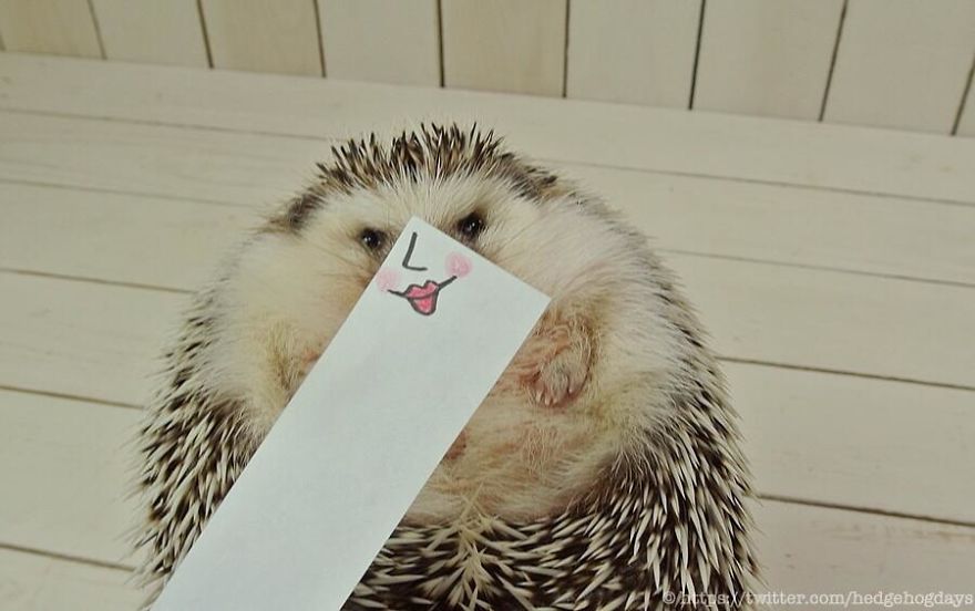 These Hedgehog Faces Are Probably The Cutest Thing On Twitter Right Now These Hedgehog Faces Are Probably The Cutest Thing On Twitter Right Now