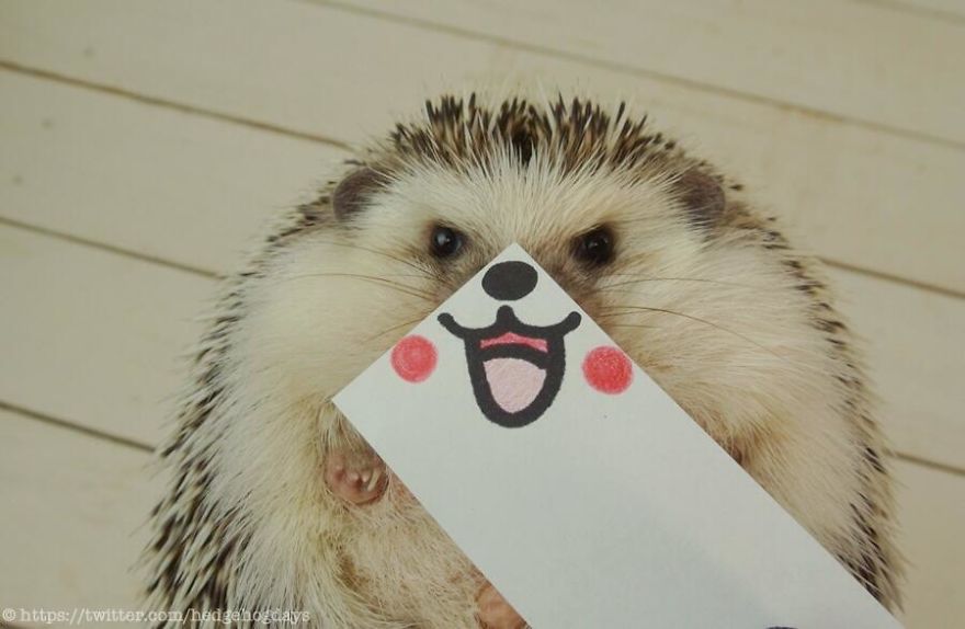 These Hedgehog Faces Are Probably The Cutest Thing On Twitter Right Now These Hedgehog Faces Are Probably The Cutest Thing On Twitter Right Now