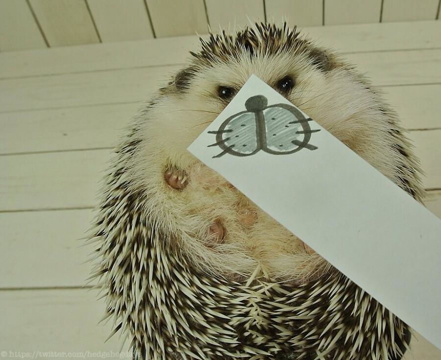 These Hedgehog Faces Are Probably The Cutest Thing On Twitter Right Now These Hedgehog Faces Are Probably The Cutest Thing On Twitter Right Now