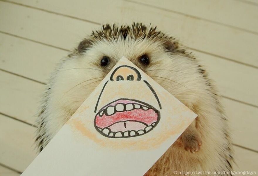 These Hedgehog Faces Are Probably The Cutest Thing On Twitter Right Now These Hedgehog Faces Are Probably The Cutest Thing On Twitter Right Now