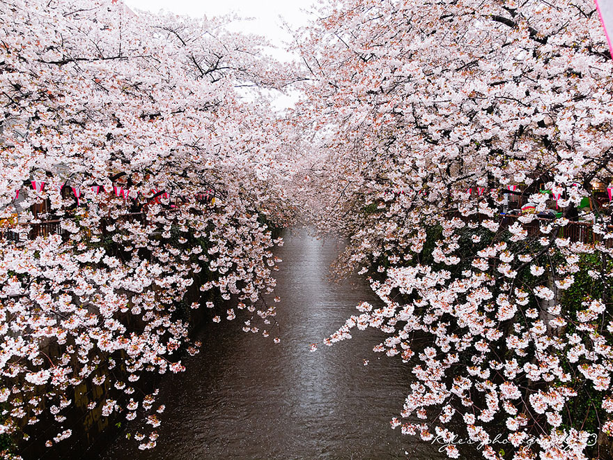 21 Of The Most Beautiful Japanese Cherry Blossom Photos Of 2014 21 Of The Most Beautiful Japanese Cherry Blossom Photos Of 2014