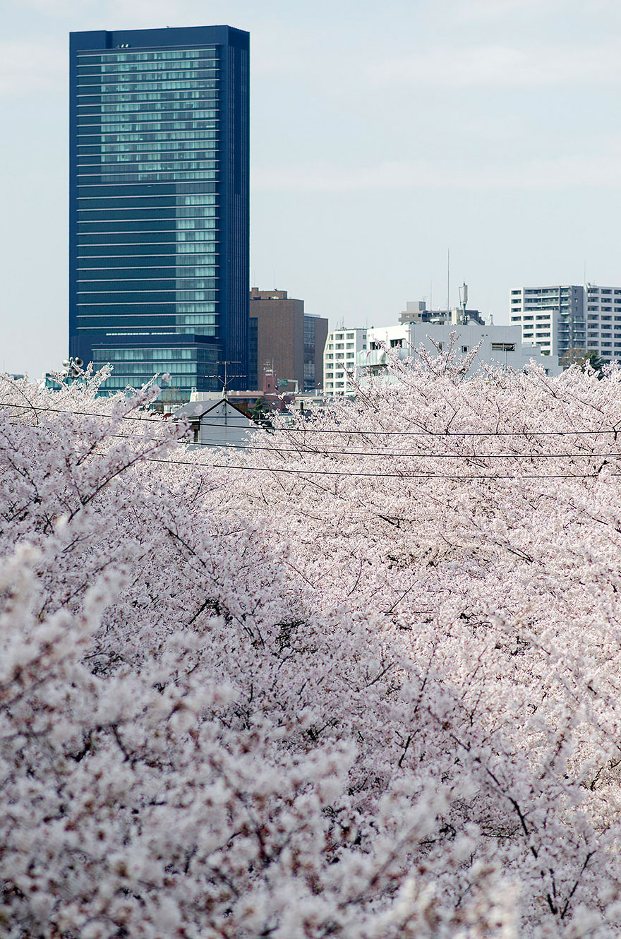 21 Of The Most Beautiful Japanese Cherry Blossom Photos Of 2014 21 Of The Most Beautiful Japanese Cherry Blossom Photos Of 2014