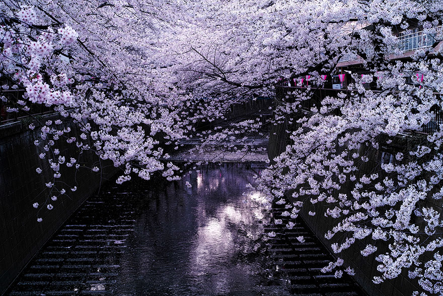 21 Of The Most Beautiful Japanese Cherry Blossom Photos Of 2014 21 Of The Most Beautiful Japanese Cherry Blossom Photos Of 2014