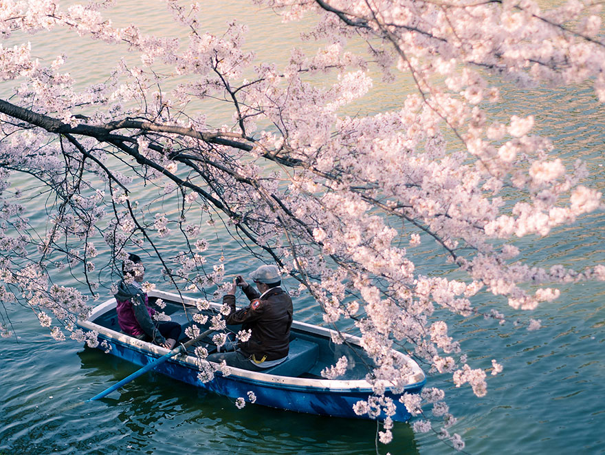 21 Of The Most Beautiful Japanese Cherry Blossom Photos Of 2014 21 Of The Most Beautiful Japanese Cherry Blossom Photos Of 2014