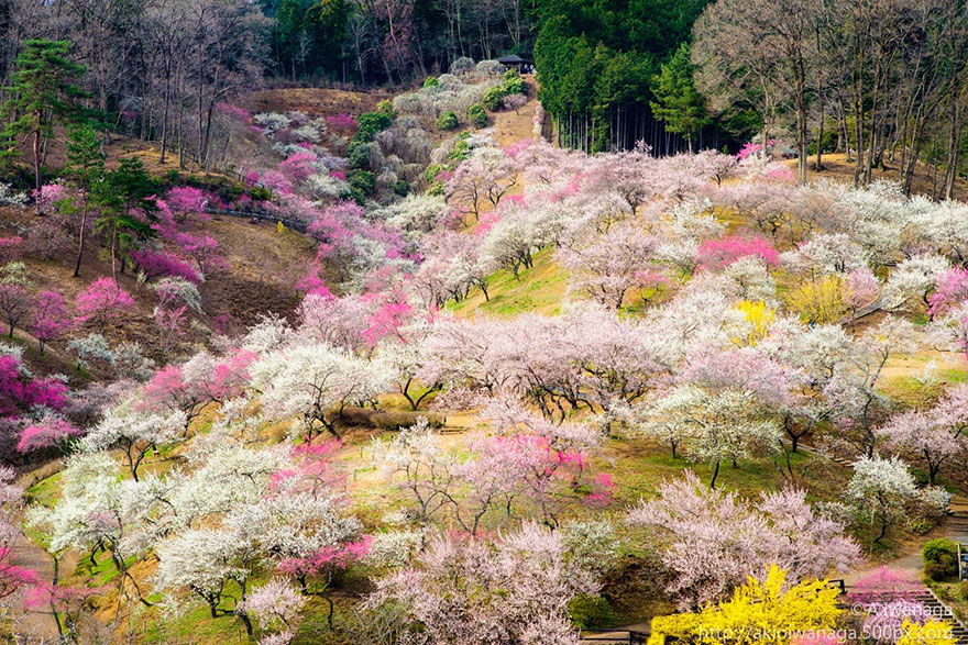 21 Of The Most Beautiful Japanese Cherry Blossom Photos Of 2014 21 Of The Most Beautiful Japanese Cherry Blossom Photos Of 2014