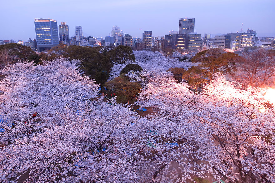 21 Of The Most Beautiful Japanese Cherry Blossom Photos Of 2014 21 Of The Most Beautiful Japanese Cherry Blossom Photos Of 2014