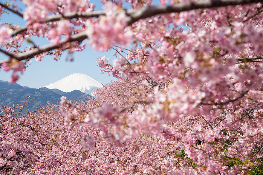 21 Of The Most Beautiful Japanese Cherry Blossom Photos Of 2014 21 Of The Most Beautiful Japanese Cherry Blossom Photos Of 2014