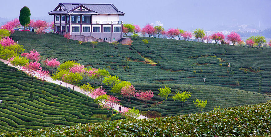 21 Of The Most Beautiful Japanese Cherry Blossom Photos Of 2014 21 Of The Most Beautiful Japanese Cherry Blossom Photos Of 2014