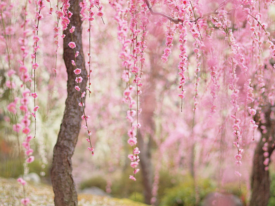 21 Of The Most Beautiful Japanese Cherry Blossom Photos Of 2014 21 Of The Most Beautiful Japanese Cherry Blossom Photos Of 2014