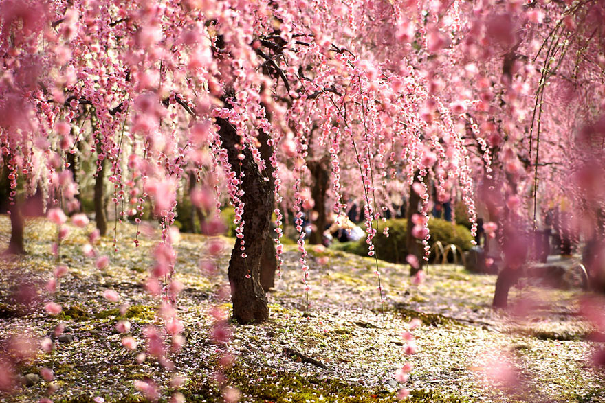 21 Of The Most Beautiful Japanese Cherry Blossom Photos Of 2014 21 Of The Most Beautiful Japanese Cherry Blossom Photos Of 2014