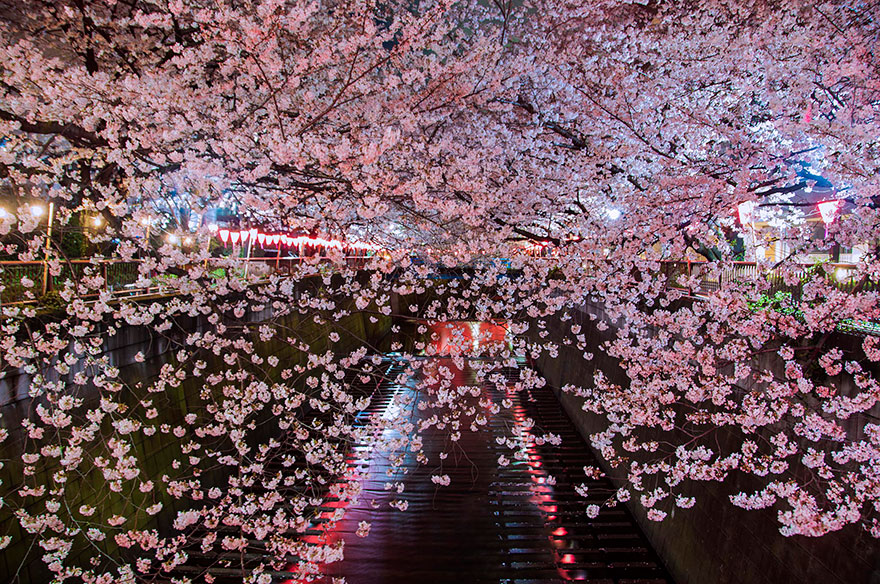 21 Of The Most Beautiful Japanese Cherry Blossom Photos Of 2014 21 Of The Most Beautiful Japanese Cherry Blossom Photos Of 2014