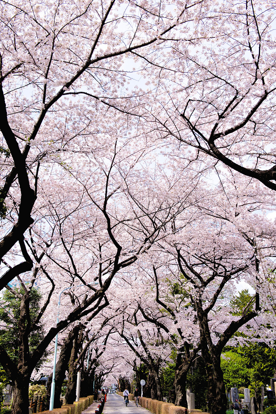 21 Of The Most Beautiful Japanese Cherry Blossom Photos Of 2014 21 Of The Most Beautiful Japanese Cherry Blossom Photos Of 2014