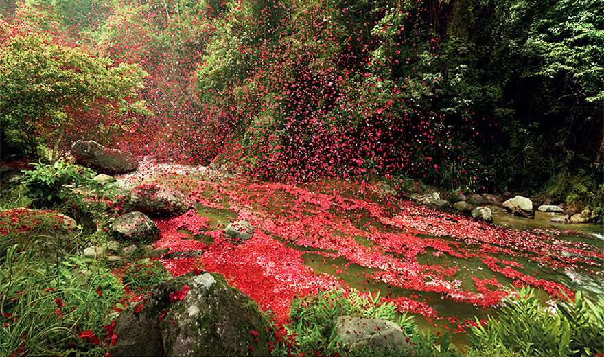 8 Million Flower Petals Rain Down On A Village In Costa Rica 8 Million Flower Petals Rain Down On A Village In Costa Rica