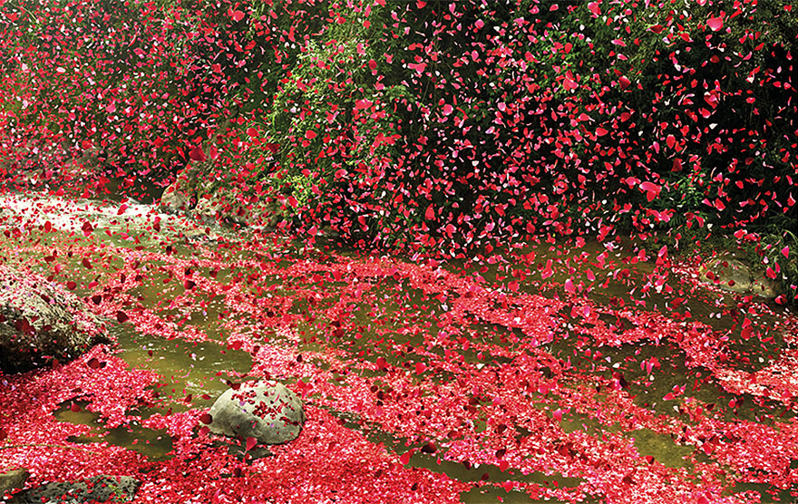 8 Million Flower Petals Rain Down On A Village In Costa Rica 8 Million Flower Petals Rain Down On A Village In Costa Rica