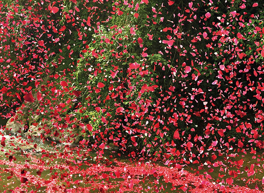8 Million Flower Petals Rain Down On A Village In Costa Rica 8 Million Flower Petals Rain Down On A Village In Costa Rica