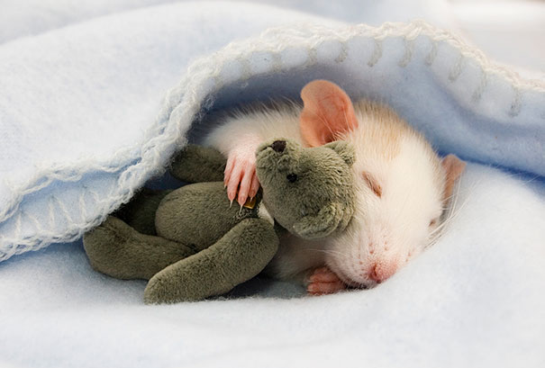 24 Animals Sleeping And Cuddling With Stuffed Animals 24 Animals Sleeping And Cuddling With Stuffed Animals