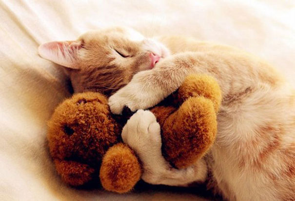 24 Animals Sleeping And Cuddling With Stuffed Animals 24 Animals Sleeping And Cuddling With Stuffed Animals