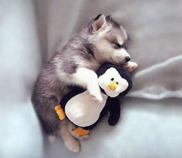 24 Animals Sleeping And Cuddling With Stuffed Animals 24 Animals Sleeping And Cuddling With Stuffed Animals