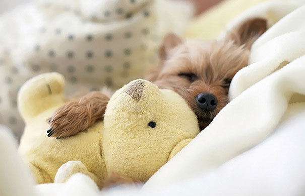 24 Animals Sleeping And Cuddling With Stuffed Animals 24 Animals Sleeping And Cuddling With Stuffed Animals