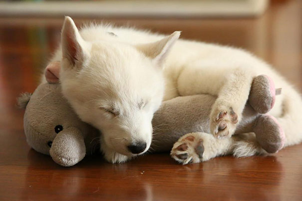 24 Animals Sleeping And Cuddling With Stuffed Animals 24 Animals Sleeping And Cuddling With Stuffed Animals