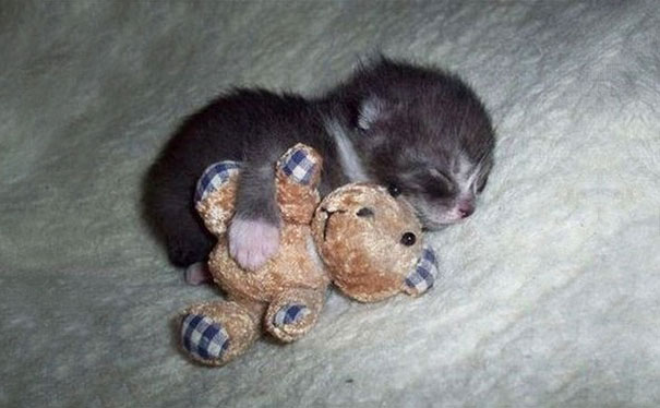 24 Animals Sleeping And Cuddling With Stuffed Animals 24 Animals Sleeping And Cuddling With Stuffed Animals
