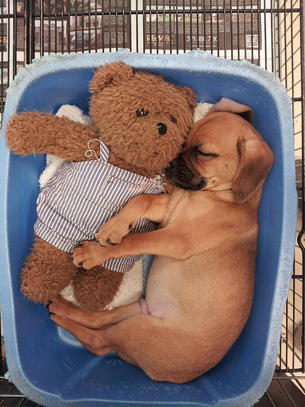 24 Animals Sleeping And Cuddling With Stuffed Animals 24 Animals Sleeping And Cuddling With Stuffed Animals