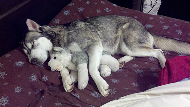 24 Animals Sleeping And Cuddling With Stuffed Animals 24 Animals Sleeping And Cuddling With Stuffed Animals