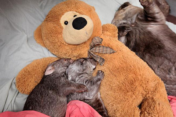24 Animals Sleeping And Cuddling With Stuffed Animals 24 Animals Sleeping And Cuddling With Stuffed Animals