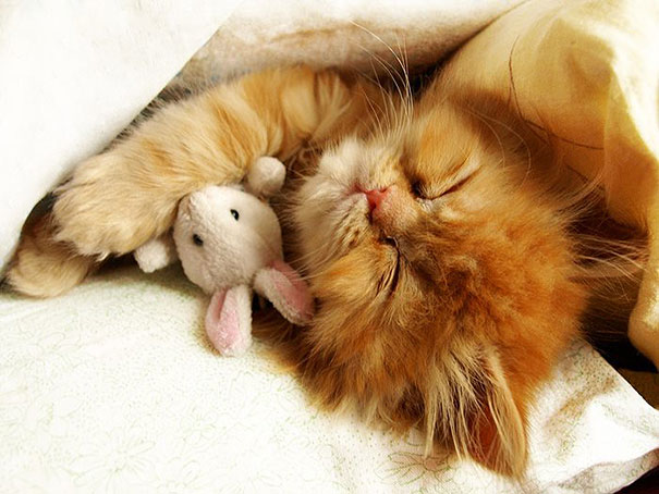 24 Animals Sleeping And Cuddling With Stuffed Animals 24 Animals Sleeping And Cuddling With Stuffed Animals