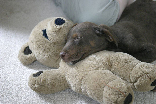 24 Animals Sleeping And Cuddling With Stuffed Animals 24 Animals Sleeping And Cuddling With Stuffed Animals
