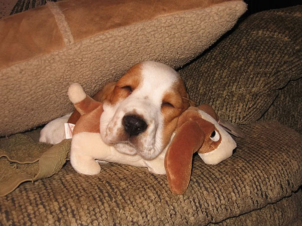 24 Animals Sleeping And Cuddling With Stuffed Animals 24 Animals Sleeping And Cuddling With Stuffed Animals