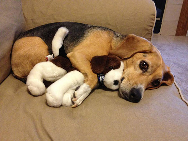 24 Animals Sleeping And Cuddling With Stuffed Animals 24 Animals Sleeping And Cuddling With Stuffed Animals