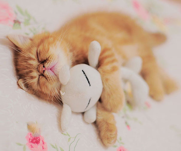 24 Animals Sleeping And Cuddling With Stuffed Animals 24 Animals Sleeping And Cuddling With Stuffed Animals