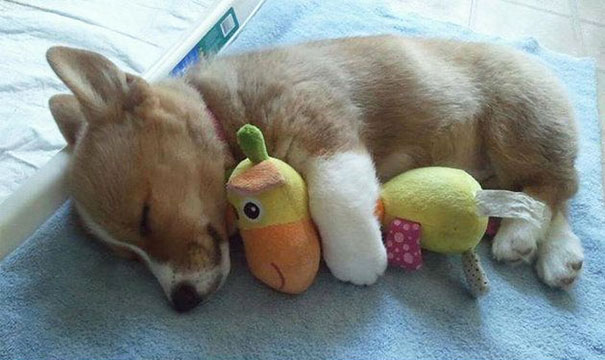 24 Animals Sleeping And Cuddling With Stuffed Animals 24 Animals Sleeping And Cuddling With Stuffed Animals