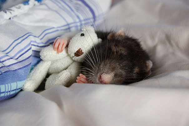 24 Animals Sleeping And Cuddling With Stuffed Animals 24 Animals Sleeping And Cuddling With Stuffed Animals