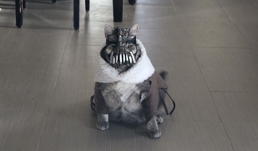 Bane Cat: Batman Villain Returns As A Vengeful Kitty Tormenting His Owner Bane Cat: Batman Villain Returns As A Vengeful Kitty Tormenting His Owner
