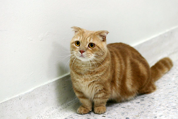 29 Happy Animal Facts That Will Make You Smile 29 Happy Animal Facts That Will Make You Smile