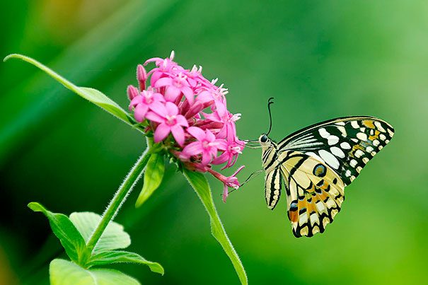 29 Happy Animal Facts That Will Make You Smile 29 Happy Animal Facts That Will Make You Smile