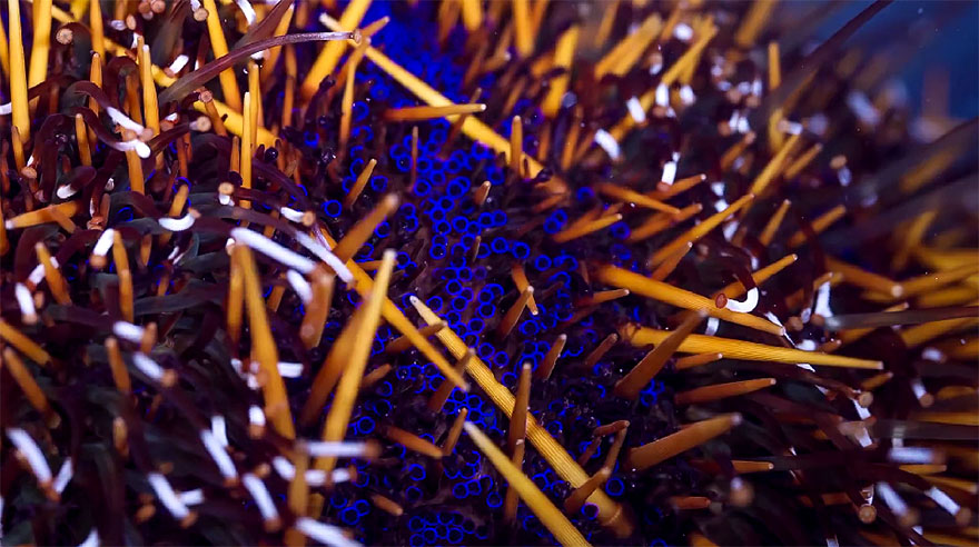 Slow Life: Hypnotizing Macro Timelapse Of Exotic Corals Made With 150,000 Photos