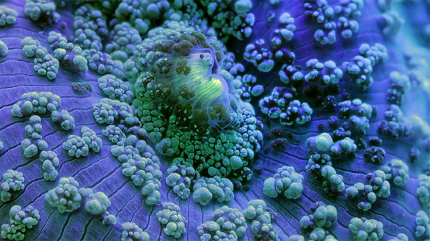 Slow Life: Hypnotizing Macro Timelapse Of Exotic Corals Made With 150,000 Photos