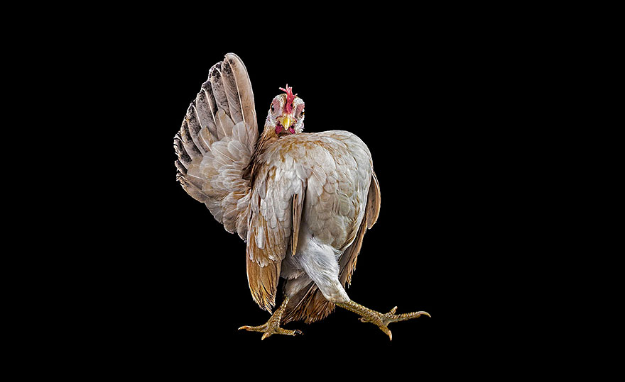 Warrior-Like Beauty Pageant Chickens In Beautiful Photos By Ernest Goh Warrior-Like Beauty Pageant Chickens In Beautiful Photos By Ernest Goh