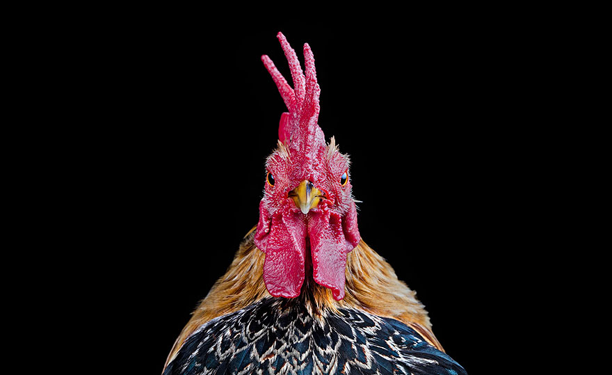 Warrior-Like Beauty Pageant Chickens In Beautiful Photos By Ernest Goh Warrior-Like Beauty Pageant Chickens In Beautiful Photos By Ernest Goh