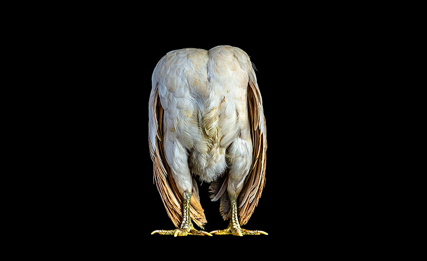 Warrior-Like Beauty Pageant Chickens In Beautiful Photos By Ernest Goh Warrior-Like Beauty Pageant Chickens In Beautiful Photos By Ernest Goh