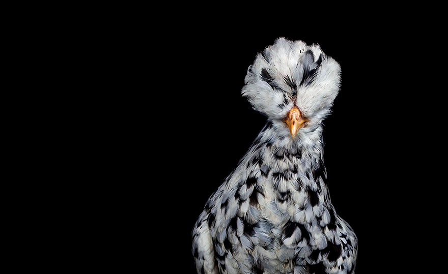Warrior-Like Beauty Pageant Chickens In Beautiful Photos By Ernest Goh Warrior-Like Beauty Pageant Chickens In Beautiful Photos By Ernest Goh
