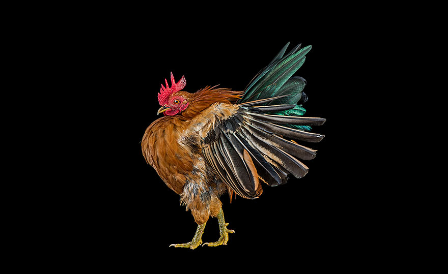 Warrior-Like Beauty Pageant Chickens In Beautiful Photos By Ernest Goh Warrior-Like Beauty Pageant Chickens In Beautiful Photos By Ernest Goh