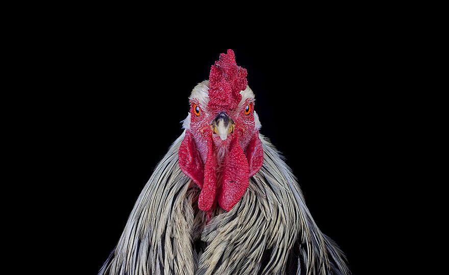 Warrior-Like Beauty Pageant Chickens In Beautiful Photos By Ernest Goh Warrior-Like Beauty Pageant Chickens In Beautiful Photos By Ernest Goh