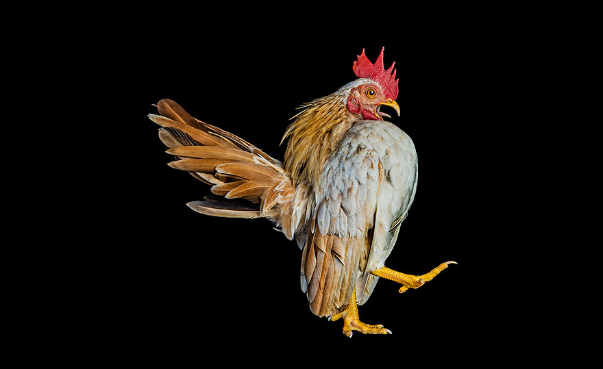 Warrior-Like Beauty Pageant Chickens In Beautiful Photos By Ernest Goh Warrior-Like Beauty Pageant Chickens In Beautiful Photos By Ernest Goh